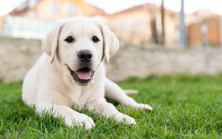 Choosing the Ideal Labrador Retriever or Spoodle Puppy: Expert Tips for Selection