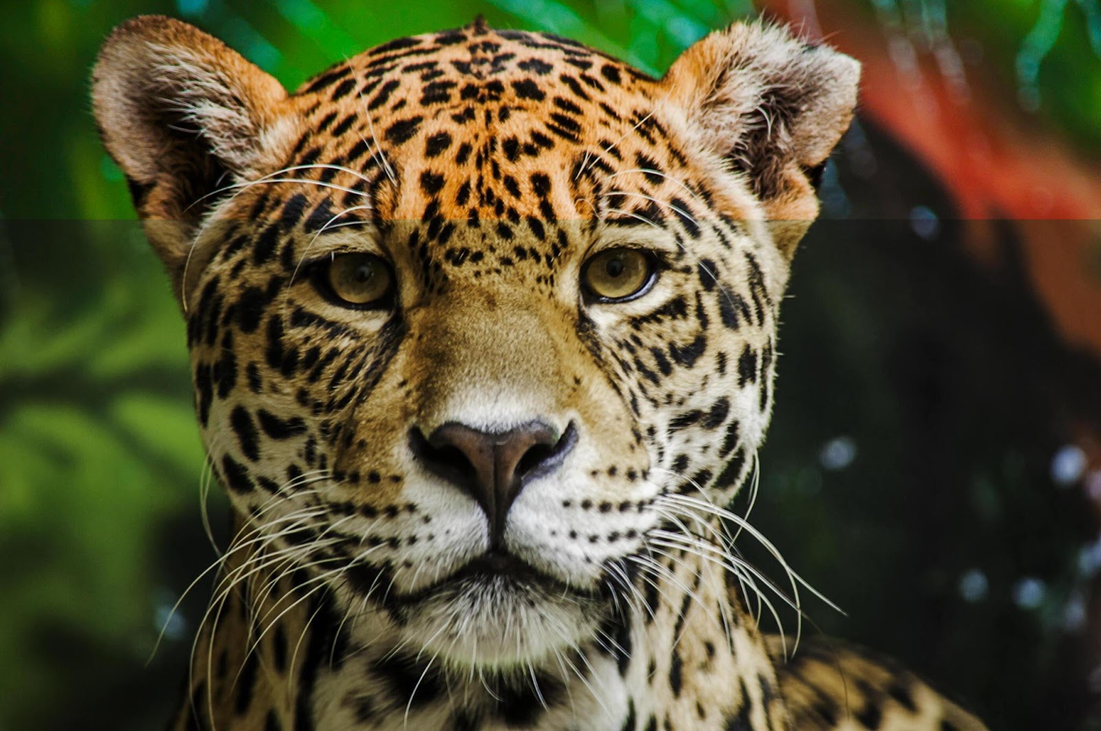 The Mystifying Jaguar – Master of The Wilderness