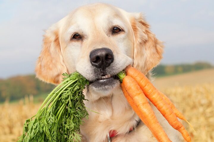 Tasty and Nutritious: The Benefits of Healthy Dog Treats