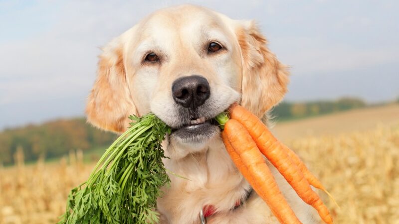 Tasty and Nutritious: The Benefits of Healthy Dog Treats