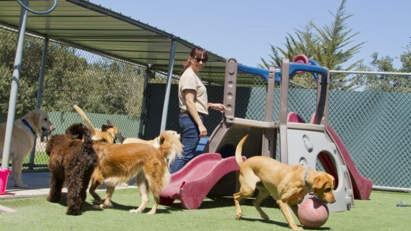 The Best Dog Boarding Options: A Guide For Pet Owners