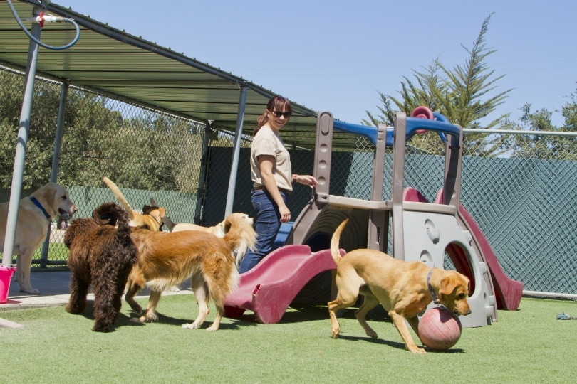 The Best Dog Boarding Options: A Guide For Pet Owners