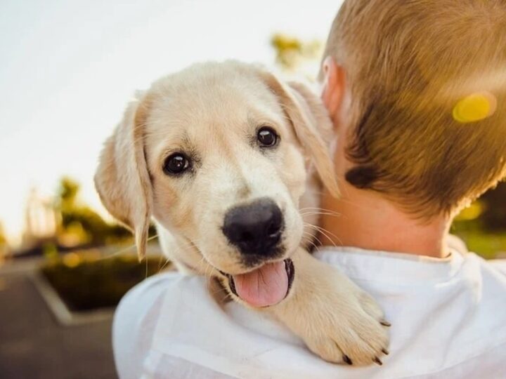 Discover The Key To Healthy And Happy Pets