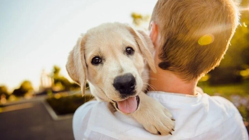 Discover The Key To Healthy And Happy Pets