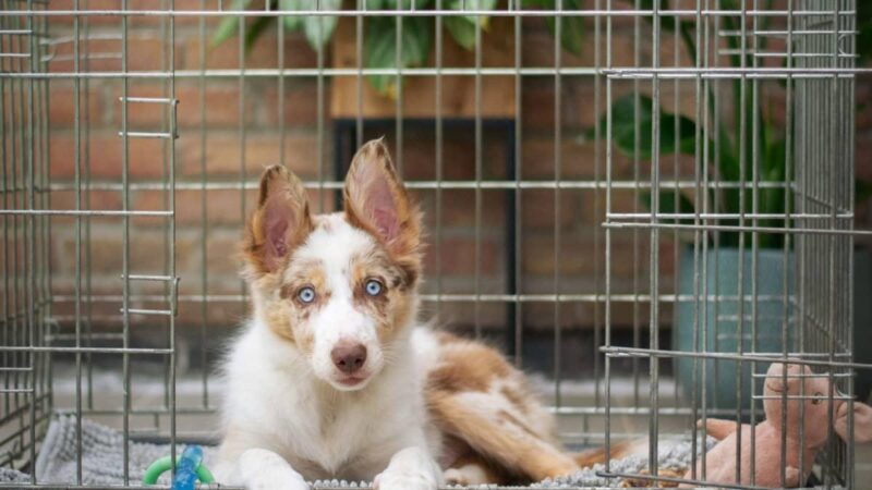 Top 5 Things to Look for in a Dog Crate