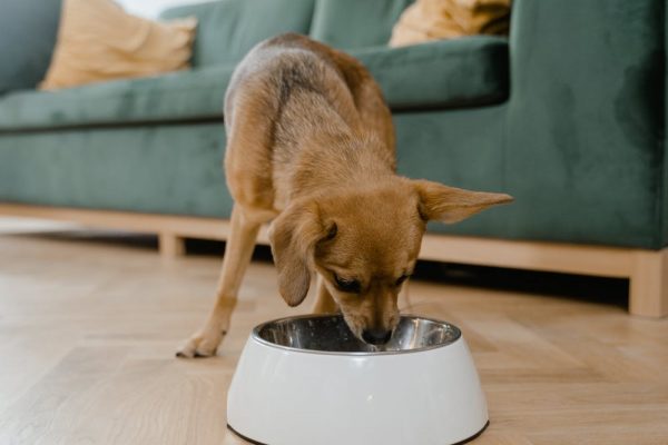 At-Home Pet Care