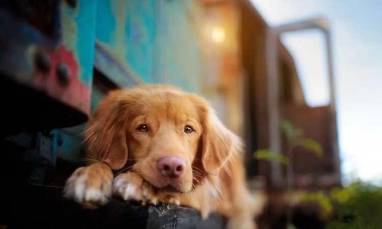 Meloxicam for Dogs: Accurate Dosage Calculator and Guidelines for Safe Use